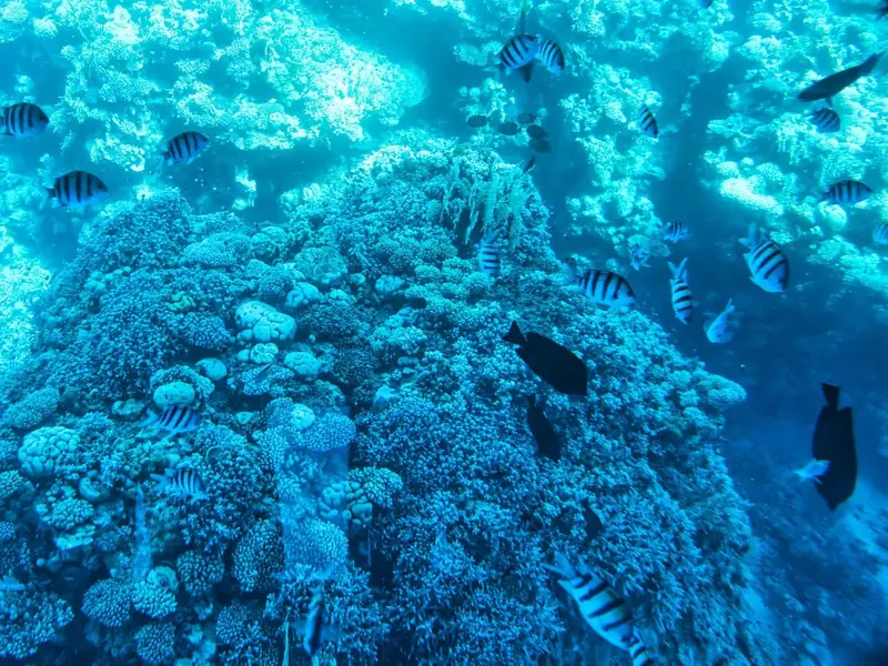 Rejse til Sharm el-Sheikh, Egypten